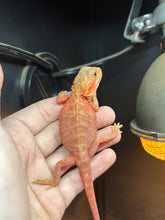 Load image into Gallery viewer, Red Translucent Leatherback Male (chili)
