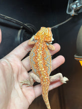 Load image into Gallery viewer, Hypo Dunner Female (Vivian)
