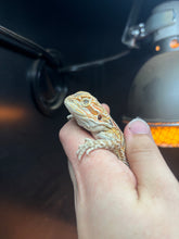 Load image into Gallery viewer, Rescue Male (Read Description)
