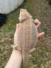 Load image into Gallery viewer, Adult Genetic Stripe Female (Riley)
