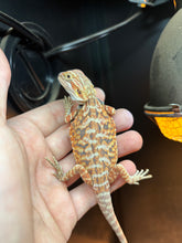 Load image into Gallery viewer, Leatherback Possible Female (Zoey)
