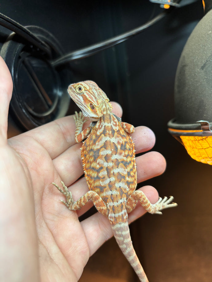 Leatherback Possible Female (Zoey)