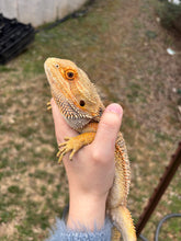 Load image into Gallery viewer, Adult Male (Henson)
