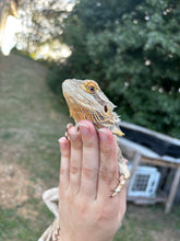 Load image into Gallery viewer, Rescue Female (Sally)
