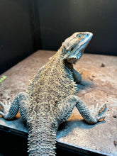 Load image into Gallery viewer, Rescue Female (Mandy)
