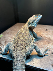 Rescue Female (Mandy)