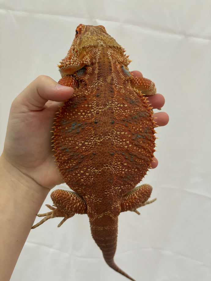 Red Male (Cheeto)