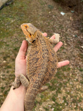 Load image into Gallery viewer, Adult Female (Ella)
