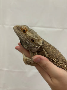 RESCUE MALE (Cleo)