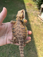 Load image into Gallery viewer, RESCUE Male (Edward)
