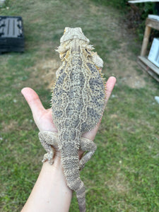 Rescue Female (Sally)