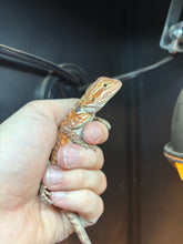 Load image into Gallery viewer, Leatherback Male (Fred)
