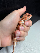 Load image into Gallery viewer, 1/2 red monster dunner female (Emily)
