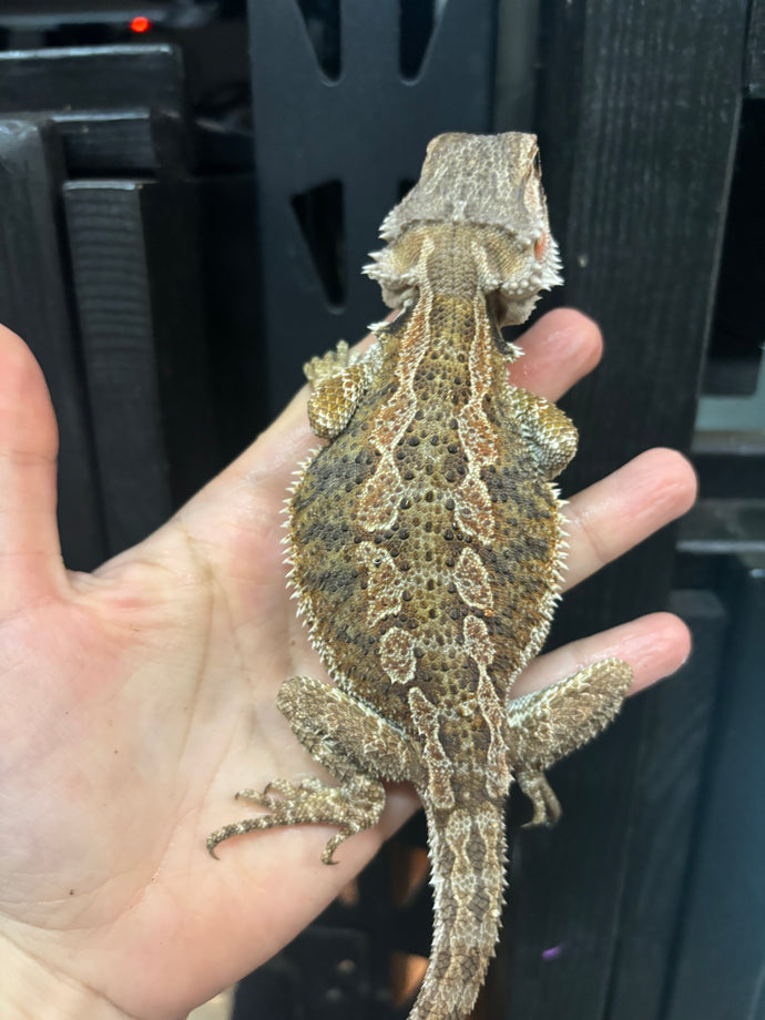Normal Female (Betsy)