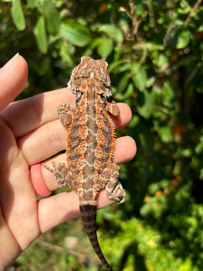 Half Red Monster Male (kenny)