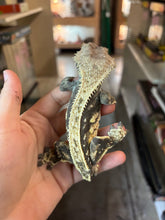 Load image into Gallery viewer, Male Crested Gecko "No Tail" (Ash)
