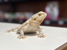 Load image into Gallery viewer, Leatherback Witblit Female (Fiona)
