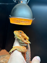 Load image into Gallery viewer, Dunner Female (opal)
