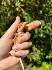 Half Red Monster Dunner Female (Fiona)