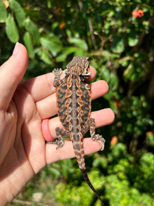 Leatherback Female (char)