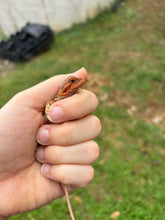 Load image into Gallery viewer, Leatherback Translucent Red Possible Male (Beta)
