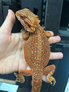 Dunner Male (Bogo)