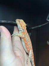 Load image into Gallery viewer, Orange Male (Kip)
