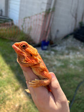 Load image into Gallery viewer, RESCUE Red Translucent (MBD) Female (Amber)
