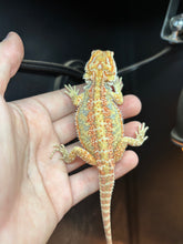 Load image into Gallery viewer, Citrus Yellow Male (Greg)
