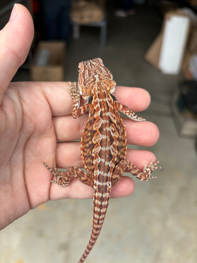 1/2 Red Monster Leatherback Female (Becky)