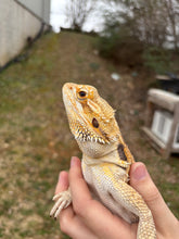 Load image into Gallery viewer, Adult Female (Alice)
