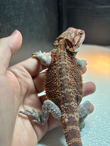 1/2 Red Monster Male (Draco)