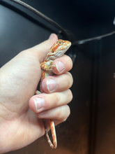 Load image into Gallery viewer, Dunner Possible Female (Rose)
