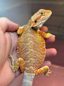 Orange Hypo Female (lady)