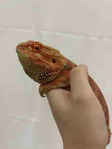 Red Male (Cheeto)