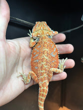 Load image into Gallery viewer, Orange Female (Becca)
