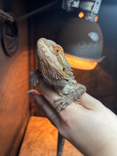 Load image into Gallery viewer, Normal Female (Sammy)
