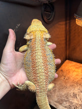 Load image into Gallery viewer, RESCUE Hypo Male (Charlie)
