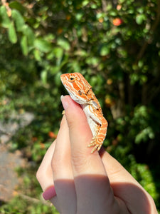 Orange Female (Nyla)