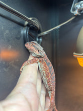 Load image into Gallery viewer, Red Monster Male (Blaze)
