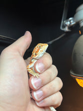 Load image into Gallery viewer, Orange possible Male (Rio)
