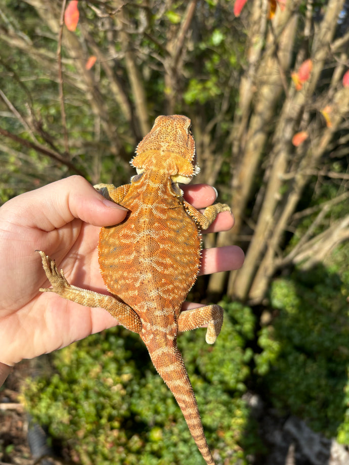 Orange Leatherback Female (Harley)