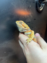 Load image into Gallery viewer, Hypo Male (Mike)
