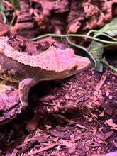 Load image into Gallery viewer, SPICY Female Crested Gecko (Hazel)
