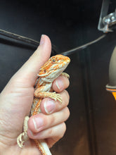 Load image into Gallery viewer, Hypo Dunner Female (Vivian)
