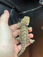 Load image into Gallery viewer, Normal poss Female (Daisy)
