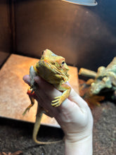 Load image into Gallery viewer, RESCUE Dunner Male (Ace)
