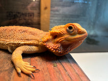 Load image into Gallery viewer, Rescue Female (Fiona)
