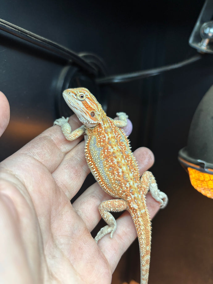 Dunner Female (Maggie)