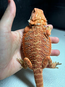 Red Female (mandy)